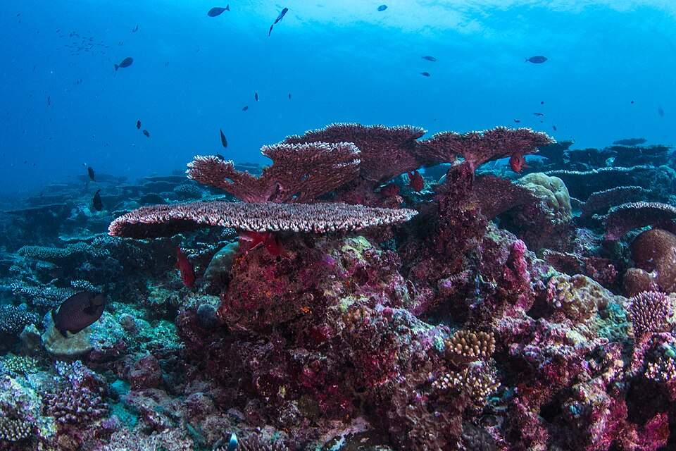 Maldives Diving Holidays