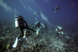 Dive the Maldives