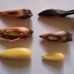 Pinones: a relaxed guide to Puerto Rico’s coastal gem