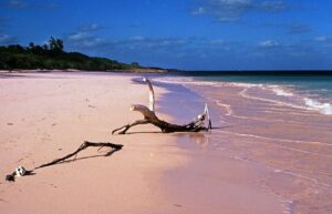 caribbean pink sand beach